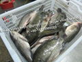 Frozen Black Tilapia (Oreochromis Niloticus) 2