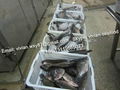 Frozen Black Tilapia (Oreochromis Niloticus) 3