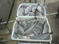 Frozen Tilapia Gutted Gilled Scaled 4