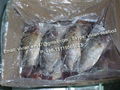 Frozen Tilapia Gutted Gilled Scaled 2