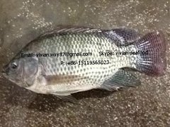 Frozen Tilapia Gutted Gilled Scaled