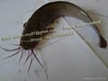 Frozen Catfish (Clarias fuscus) 1