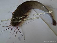 Frozen Catfish (Clarias fuscus)