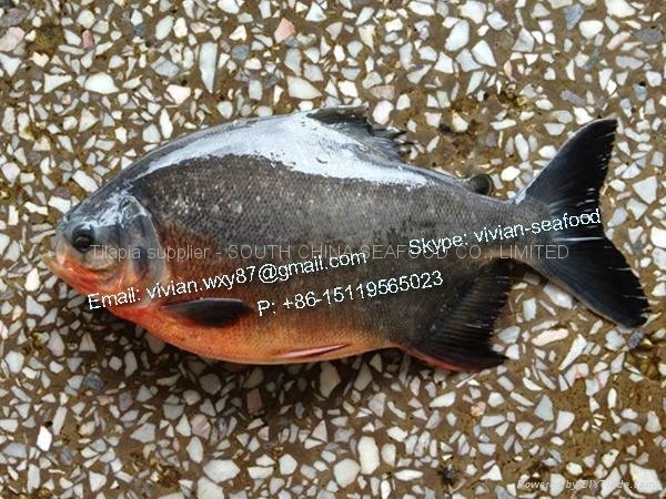 Frozen Red Pomfret / Red pacu