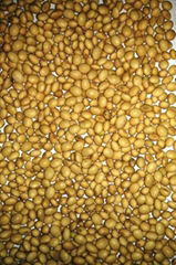 Soya Bean