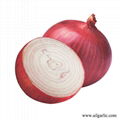 New fresh Onion  3