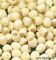 Fresh and delicious lotus seed