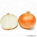 Yello Onion  1