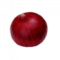 Yello Onion  2