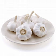  New pure white garlic 