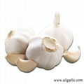  New pure white garlic  2