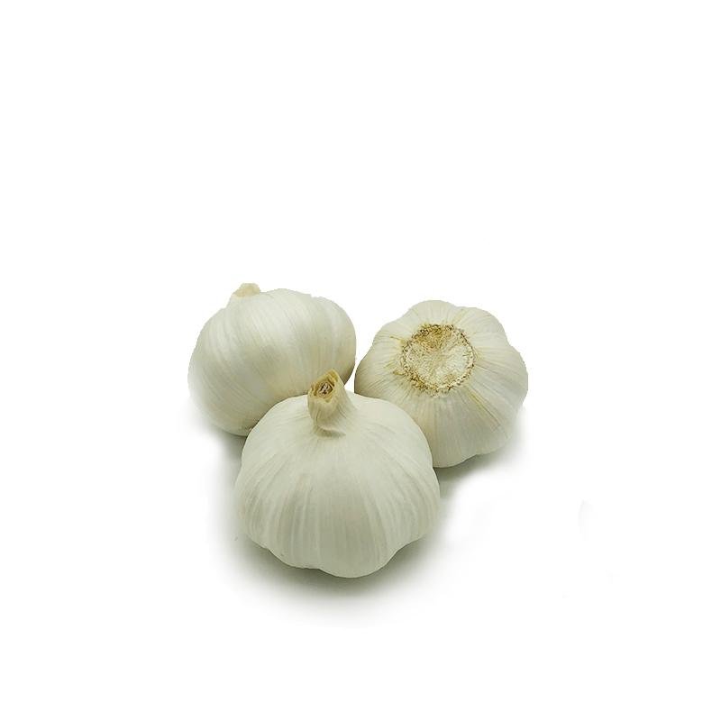 fresh normal garlic  1
