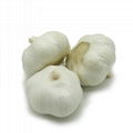 fresh normal garlic  3