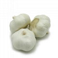 fresh normal garlic 