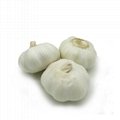 fresh normal garlic  4