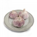 high quality China garlic