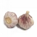 high quality China garlic