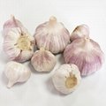 Best Garlic  3