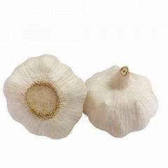  pure white garlic 