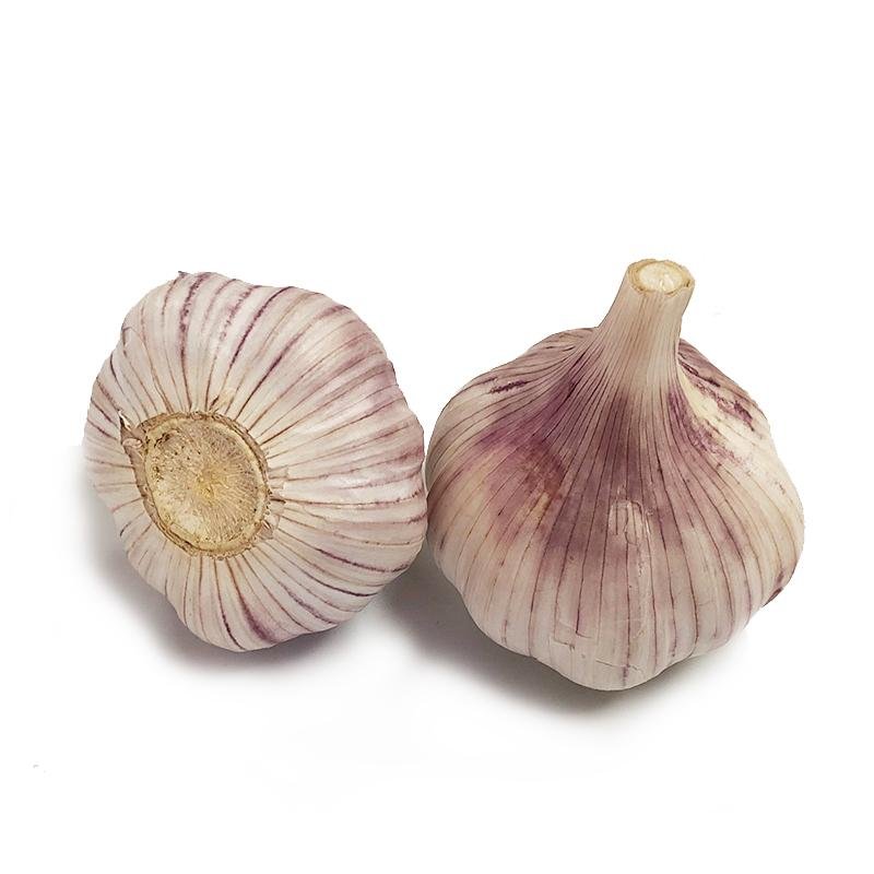  pure white garlic  3