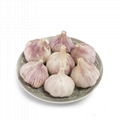 normal white garlic 4