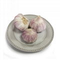 Chinese fresh white garlic