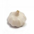 Chinese fresh white garlic  5