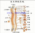 自律神经检测仪 2