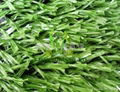 Holland artificial lawn