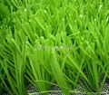 Monofilament artificial grass S shape 2