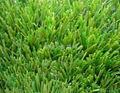 Best Thiolon artificial grass 2