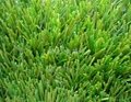 Best Thiolon artificial grass