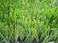 Best Thiolon artificial grass 4