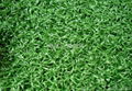 Gateball artificial grass 1