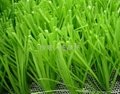 Monofilament artificial grass S shape