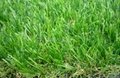 Decoration artificial turf 3