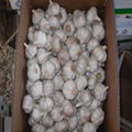 2017 New Crop Fresh Garlic Price Solo Garlic 2