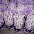 2017 New Crop Fresh Garlic Price Solo Garlic 3