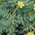 Tribulus Terrestris Powdered Extract