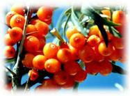 Seabuckthorn Pulp Oil