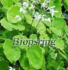 Epimedium P.E.