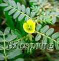 Tribulus Terrestris P. E. 1