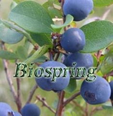 Bilberry P.E.(Origin of Material: China)