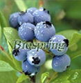 Blueberry P.E.