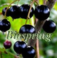 Black currant P.E.(black currant extract) 1