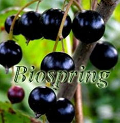 Black currant P.E.(black currant extract)