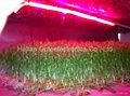 LED Flex grow strip lights for plants