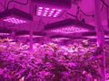 Full Spectrum 300W/600W/900W/1200W led grow light kit good for medical plant 3