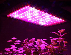 High quality greenhouse100W LED Grow LIght fixture for vegetbales/fruit/Flower
