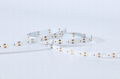 SMD2216 CRI RA90 60LEDs/M, 120LEDs/M, 240LEDs/M, 300LEDs/M led strip light 2